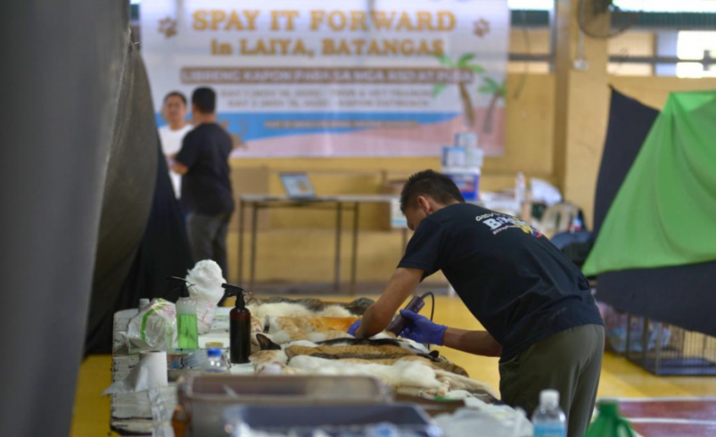 Meralco, Landco hold mass spay-neuter drive for Laiya community animals