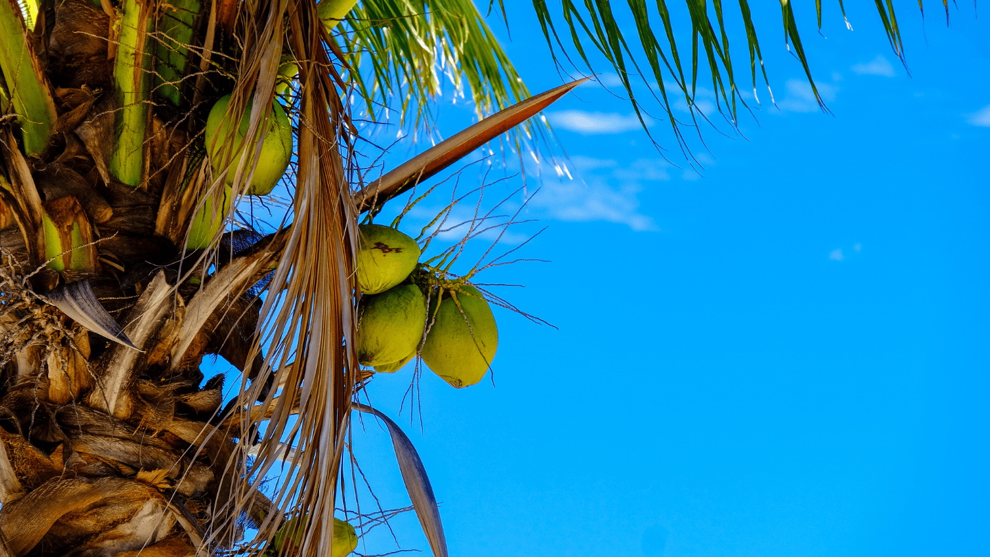 TPBA pushes stronger biofuels law amid rising oil prices